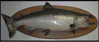 39.80 King on Display!